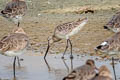 Asian Dowitcher Limnodromus semipalmatus