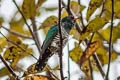 Asian Emerald Cuckoo Chrysococcyx maculatus