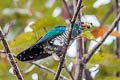 Asian Emerald Cuckoo Chrysococcyx maculatus