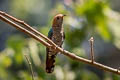 Asian Emerald Cuckoo Chrysococcyx maculatus