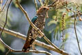 Asian Emerald Cuckoo Chrysococcyx maculatus