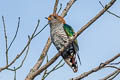 Asian Emerald Cuckoo Chrysococcyx maculatus