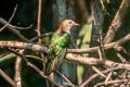 Asian Emerald Cuckoo Chrysococcyx maculatus