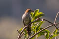 Asian Emerald Cuckoo Chrysococcyx maculatus