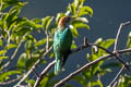 Asian Emerald Cuckoo Chrysococcyx maculatus