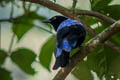 Asian Fairy-bluebird Irena puella puella