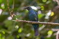 Asian Fairy-bluebird Irena puella puella