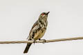 Asian Glossy Starling Aplonis panayensis strigata