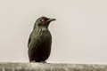 Asian Glossy Starling Aplonis panayensis strigata