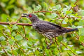 Asian Glossy Starling Aplonis panayensis strigata