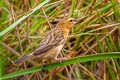 Asian Golden Weaver Ploceus hypoxanthus hypoxanthus