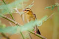 Asian Golden Weaver Ploceus hypoxanthus hypoxanthus