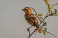 Asian Golden Weaver Ploceus hypoxanthus hypoxanthus