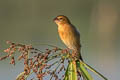 Asian Golden Weaver Ploceus hypoxanthus hypoxanthus