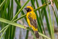 Asian Golden Weaver Ploceus hypoxanthus hypoxanthus