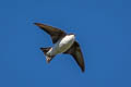 Asian House Martin Delichon dasypus dasypus 