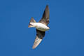 Asian House Martin Delichon dasypus dasypus 