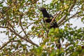 Asian Koel Eudynamys scolopaceus malayanus