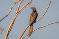 Asian Koel Eudynamys scolopaceus malayanus