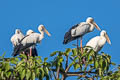 Asian Openbill Anastomus oscitans