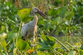 Asian Openbill Anastomus oscitans