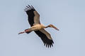 Asian Openbill Anastomus oscitans