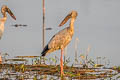 Asian Openbill Anastomus oscitans