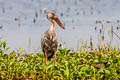 Asian Openbill Anastomus oscitans