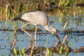 Asian Openbill Anastomus oscitans