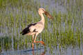 Asian Openbill Anastomus oscitans