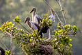 Asian Openbill Anastomus oscitans