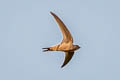 Asian Palm Swift Cypsiurus parvus infumatus