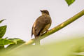 Asian Red-eyed Bulbul Pycnonotus brunneus brunneus