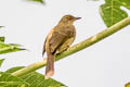 Asian Red-eyed Bulbul Pycnonotus brunneus brunneus