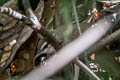 Asian Stubtail Urosphena squameiceps