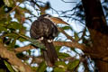 Tickell's Brown Hornbill Anorrhinus tickelli (White-throated Brown Hornbill)