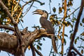 Tickell's Brown Hornbill Anorrhinus tickelli (White-throated Brown Hornbill)