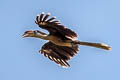 Tickell's Brown Hornbill Anorrhinus tickelli (White-throated Brown Hornbill)