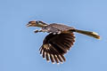 Tickell's Brown Hornbill Anorrhinus tickelli (White-throated Brown Hornbill)