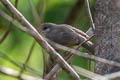 Ayeyarwady Bulbul Pycnonotus blanfordi