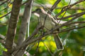 Ayeyarwady Bulbul Pycnonotus blanfordi