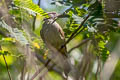 Ayeyarwady Bulbul Pycnonotus blanfordi