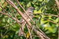 Ayeyarwady Bulbul Pycnonotus blanfordi