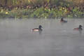 Baer's Pochard Aythya baeri