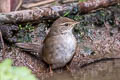 Baikal Bush Warbler Locustella davidi suschkini