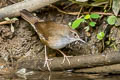 Baikal Bush Warbler Locustella davidi suschkini