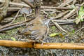 Baikal Bush Warbler Locustella davidi suschkini