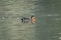 Baikal Teal Sibirionetta formosa