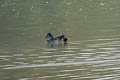 Baikal Teal Sibirionetta formosa