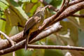 Grey-eyed Bulbul Iole viridescens propinqua (Cinnamon-vented Bulbul)